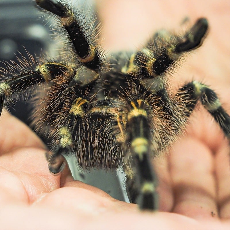 explorer-passes-grid-1